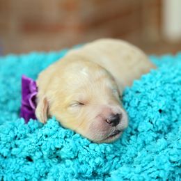 Australian Labradoodle, Bernedoodle, and Goldendoodle Puppies from Golden Fields Doodles