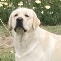 Shalom - Labrador Retriever