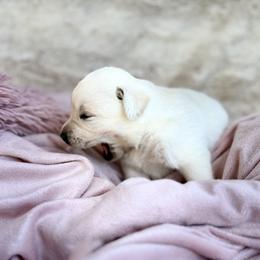 Labrador Retriever Puppies from Knotty Creek Labradors