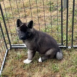 Akita Puppies from After Midnight Akitas