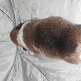 Pembroke Welsh Corgi Puppies from Melody Creek