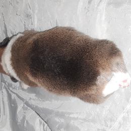 Pembroke Welsh Corgi Puppies from Melody Creek
