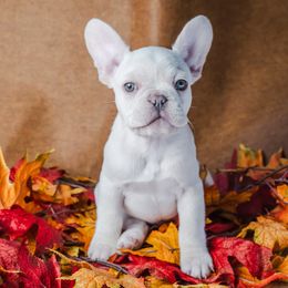 Buster - Video - White male French Bulldog puppy in Springfield, Missouri from Phoebes Frenchies
