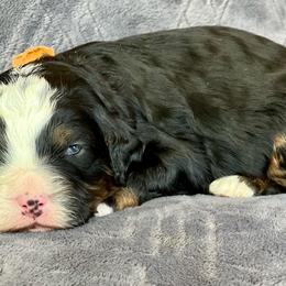 Bernedoodle and Goldendoodle Puppies from Shining Star Doodles