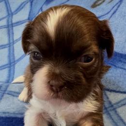 Cooper - Red and white male Shih Tzu puppy in Hemet, California from Aloha Shih Tzu