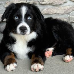 Scout - Black tri male Miniature Australian Shepherd puppy in Cunningham, Tennessee from Copper Creek Aussies