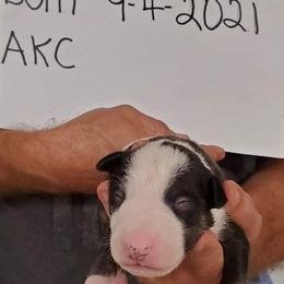 Bull Terrier Puppies from Wilkins farms