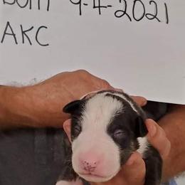 Bull Terrier Puppies from Wilkins farms