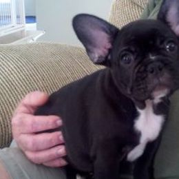 French Bulldogs from McBeths Frenchies