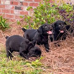 Boykin Spaniel Puppies from Dixie Darlin Boykins