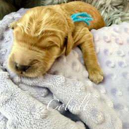 Cobalt - Red  male Goldendoodle puppy in Boise, Idaho from Goldendoodle Baby