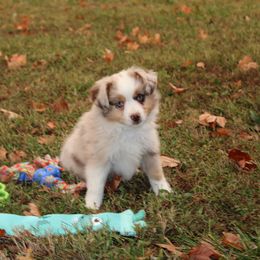Lucy - Red merle female Toy Australian Shepherd puppy in Springfield, Missouri from Long's lil Aussies