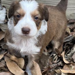 Boy 5 - Sable male Aussiedoodle puppy in Hillsboro, Illinois from Perfect Paws Puppies