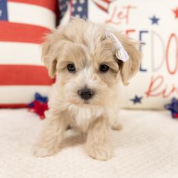 Ivory - Apricot female Maltipoo puppy in Salt Lake City, Utah from My Doodle Puppy