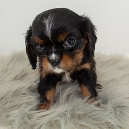 Cavalier King Charles Spaniel Puppies from Heritage Garden Cavaliers