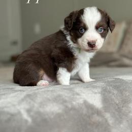 Dipper - Red tri-color male Miniature American Shepherd puppy in Greenwood, Indiana from Barnaby’s Barn Dog’s