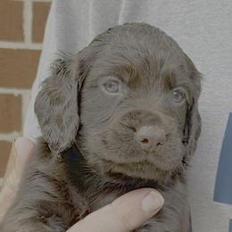 Liver Boy - Liver male English Cocker Spaniel puppy in Menomonee Falls, Wisconsin from Saracen English Cocker Spaniels & Irish Water Spaniels