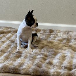 Boy 4 spot on back - Black brindle and white male Boston Terrier puppy in Madera Acres, California from Muggin Bostons Terriers and Mini Dachshund
