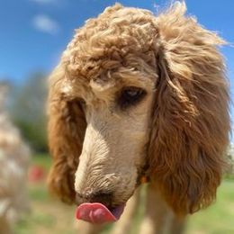 Lucy - Poodle