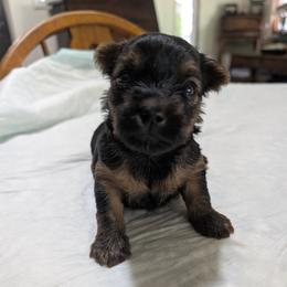 Zipper - Black and tan male Yorkshire Terrier puppy in Monroe Township, Pennsylvania from Jenn's Yorkie Poo's