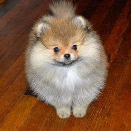 Pomeranian Puppies from Beau Joli Pomeranians