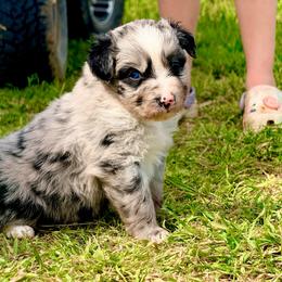 Delta - Blue merle female Australian Shepherd puppy in Mineral Wells, Texas from A6 Australian Shepards