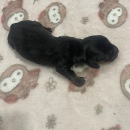 Kiwi - Black and tan female Dachshund puppy in Sacramento, California from Valentina's mini  AKC Dachshunds