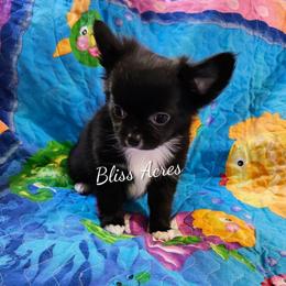 Forest - Black and white male Chihuahua puppy in Ponca City, Oklahoma from Bliss Acres Farm