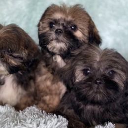 Poodles, Shih Tzus, and Yorkshire Terriers from Smoochie Pooch Puppies