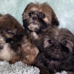 Poodles, Shih Tzus, and Yorkshire Terriers from Smoochie Pooch Puppies