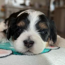 Mandy - Tri-color female Cavapoo puppy in Yuciapa, California from AlltheDoodlez_