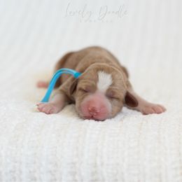Aqua Collar Girl - Caramel female Australian Labradoodle puppy in Thousand Oaks, California from Lovely Doodle Lane