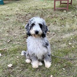 Sunny - Bernedoodle