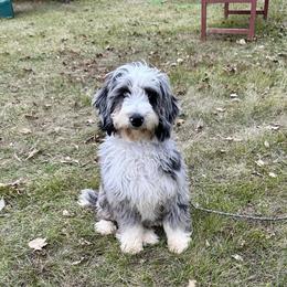 Sunny - Bernedoodle