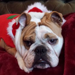 Bulldogs from My Gang Bulldogs