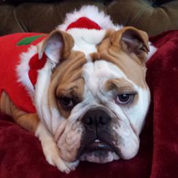 Bulldogs from My Gang Bulldogs