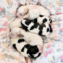 Girl 1 - Black white and tan female Cocker Spaniel puppy in Texas from Sisu Cockers