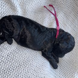 Rose. - Black female Poodle puppy in Houston, Texas from The Standards