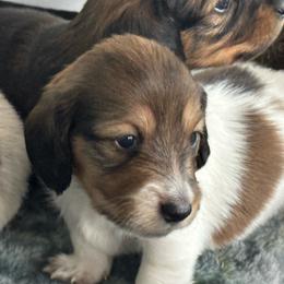 Sunny - Piebald female Dachshund puppy in Summit, South Carolina from Doxies4Paws