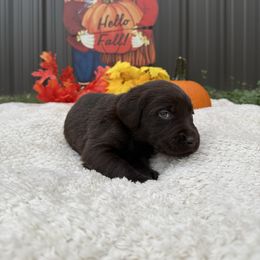 Girl 6 - Chocolate female Labrador Retriever puppy in Conroe, Texas from XOM Retrievers