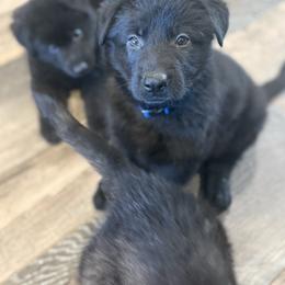 Stuffing (blue collar) - Black male German Shepherd puppy in Canterbury, Connecticut from Nachtwaechter German Shepherds, LLC