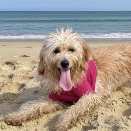 Remi - Goldendoodle