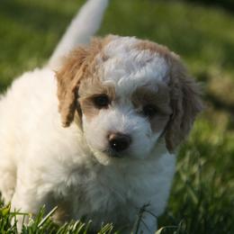 Australian Shepherd, Goldendoodle, and Poodle Puppies from 5AFarms