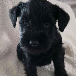 Girl 1 orange puppy black - Black female Miniature Schnauzer puppy in Fresno, California from Findell Kennel, LLC