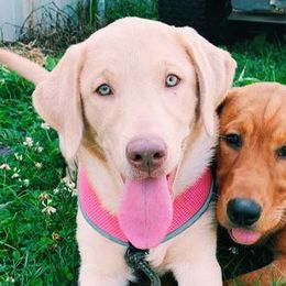 Dilute Retrievers from MBR Labradors