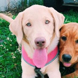 Dilute Retrievers from MBR Labradors
