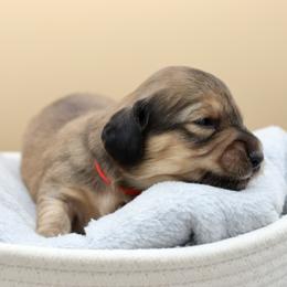 Hero (Red Band) - Cream male Dachshund puppy in Raleigh, North Carolina from McLovin Doxies