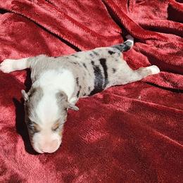 Boss Hogg - Blue merle male Australian Shepherd puppy in Blairsville, Georgia from Georgia Peach Aussies