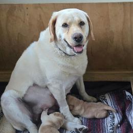 B And B Lady Bug - Labrador Retriever