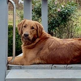 Golden Retrievers from MOREJOYS Golden Retrievers
